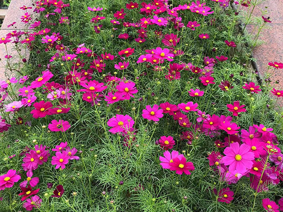 通辽鲜花绿植店|设计屋顶及阳台绿化